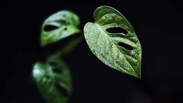 树叶 植物 自然 - 上的免费照片