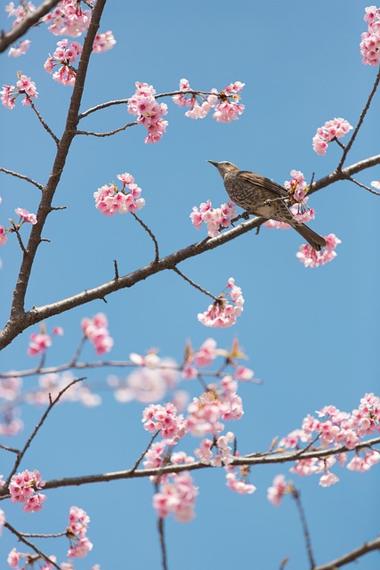 樱花 鸟 花朵 - 上的免费照片