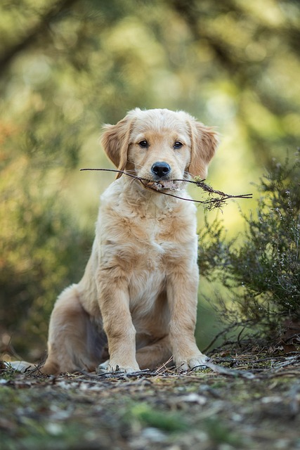 狗 小狗 猎犬 - 上的免费照片