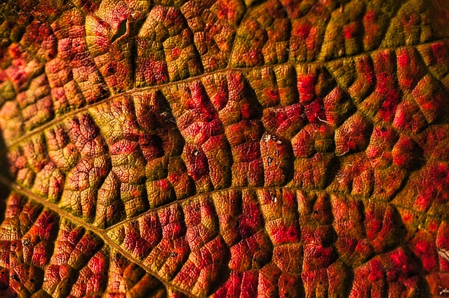 叶子 落下 树叶 - 上的免费照片