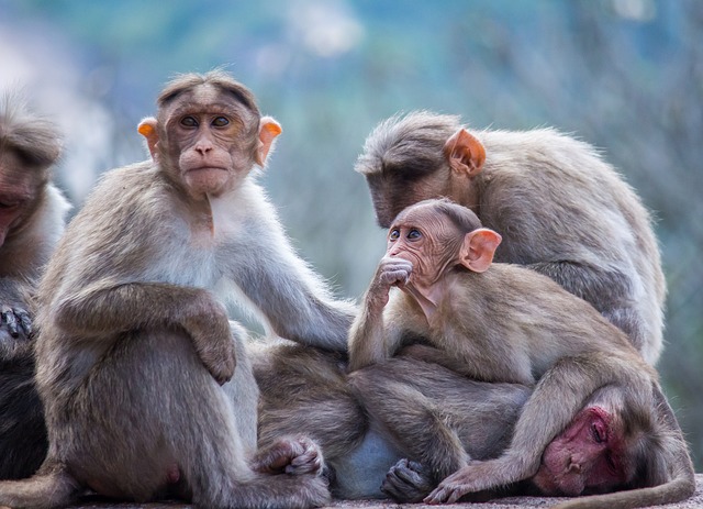猴 灵长类动物 猿 - 上的免费照片