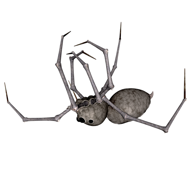 蜘蛛 昆虫 动物 3D - 上的免费图片