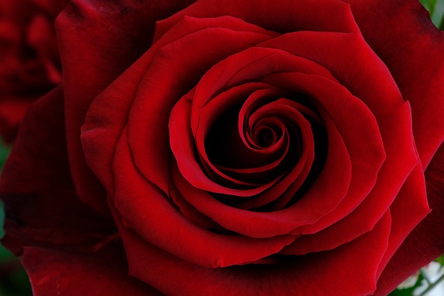 玫瑰 花 红色的 - 上的免费照片