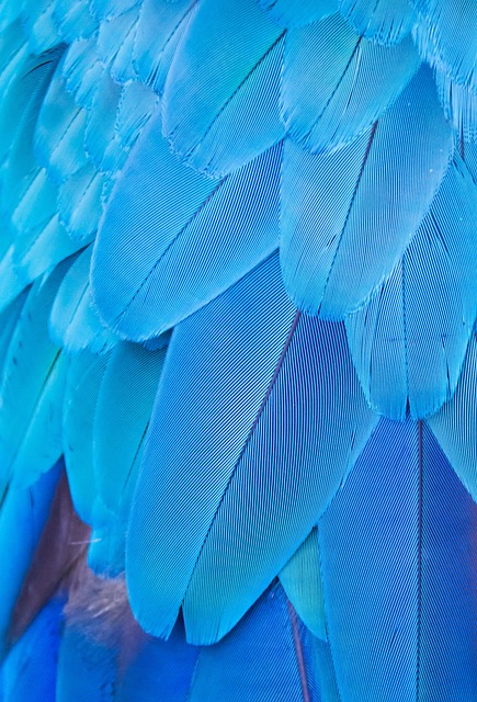 蓝色羽毛 鸟 金刚鹦鹉 - 上的免费照片