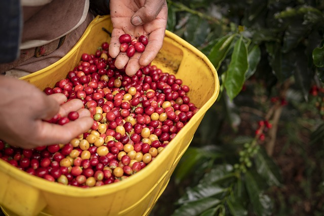 农业 咖啡 哥伦比亚咖啡 - 上的免费照片