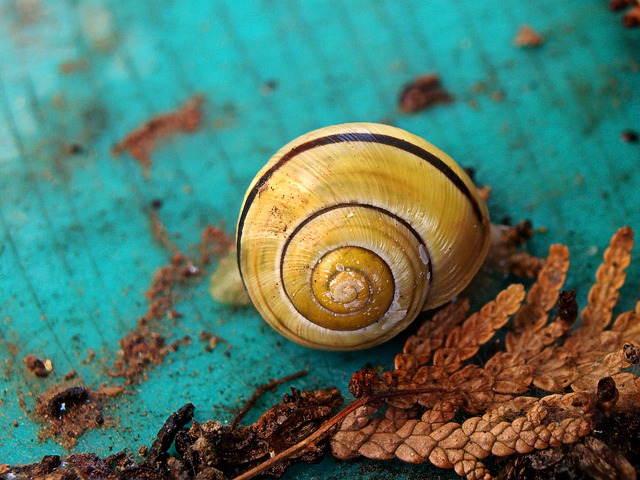 蜗牛 软体动物 壳 - 上的免费照片