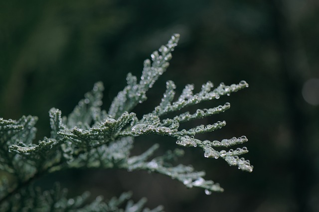 针叶树 分支 露 - 上的免费照片
