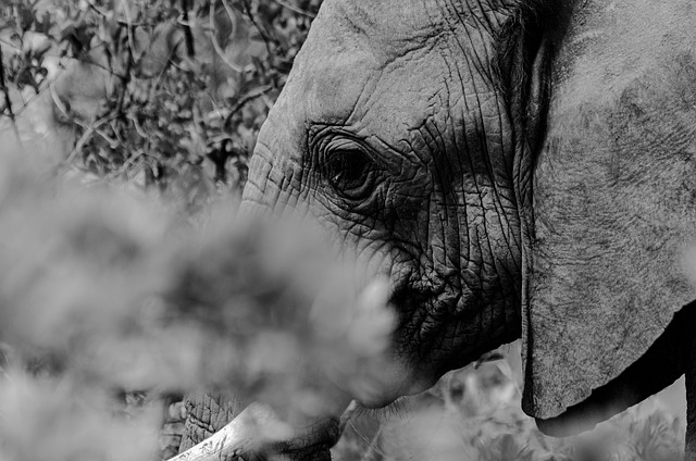 大象 厚皮动物 克鲁格国家公园 - 上的免费照片