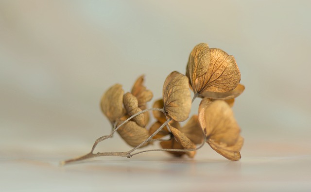 绣球花 开花 短暂的 - 上的免费照片