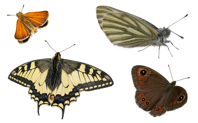 蝴蝶 绿纹白 大墙棕色 - 上的免费图片