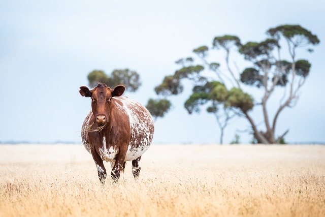 奶牛 牛 家畜 - 上的免费照片