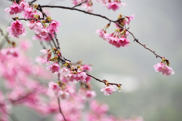 花朵 樱花 桔梗 - 上的免费照片