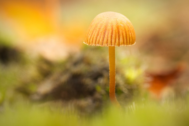 蘑菇 菌 姬松茸 - 上的免费图片