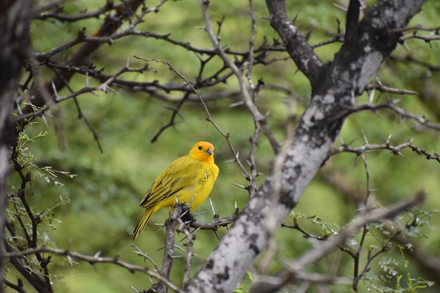 鸟 藏红花芬奇 鸟类学 - 上的免费照片