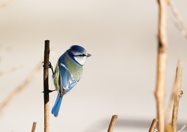 鸟 蓝雀 鸟类学 - 上的免费照片