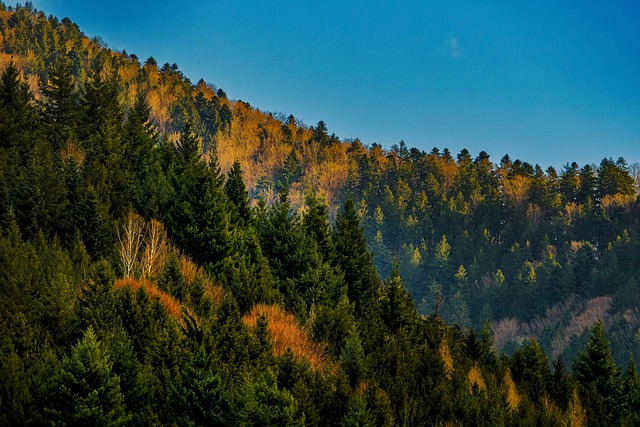 黑林 山 树木 - 上的免费照片