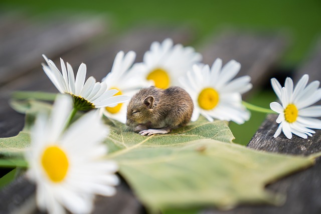动物 小老鼠 啮齿动物 - 上的免费照片