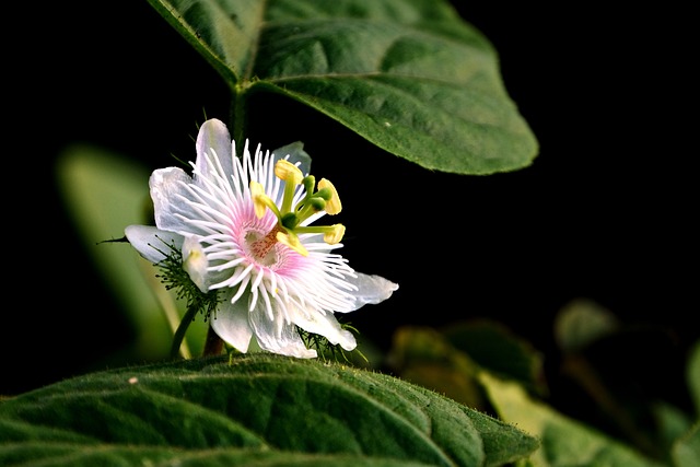 西番莲 激情花 花 - 上的免费照片