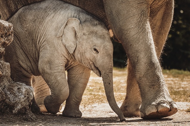 大象 小象 动物 - 上的免费照片