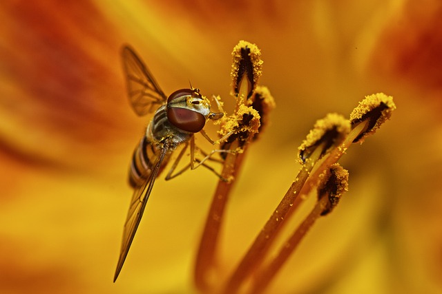 昆虫 物种 翅膀 - 上的免费照片