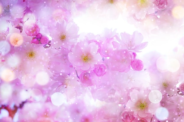 樱花 花朵 春天 - 上的免费图片
