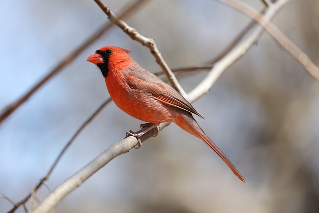 鸟 北红衣主教 鸟类学 - 上的免费照片