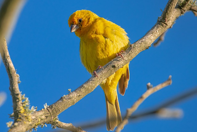 鸟 藏红花芬奇 鸟类学 - 上的免费照片