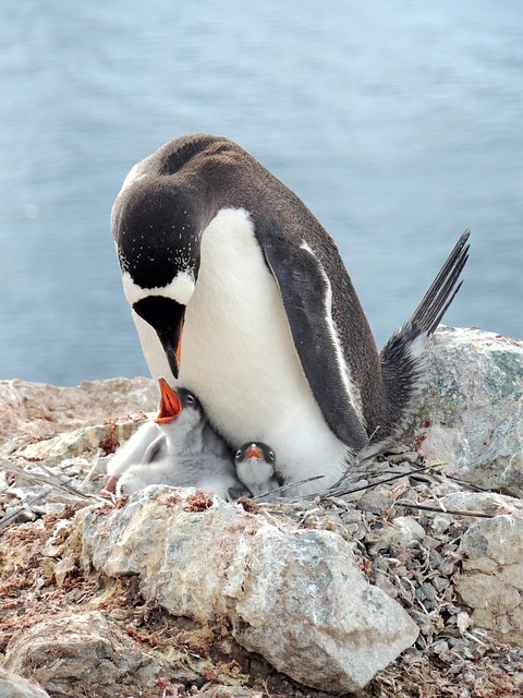 Gentoo 企鹅 鸟 - 上的免费照片