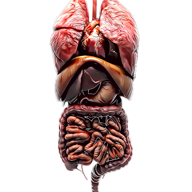 解剖学 内部器官 人类 - 上的免费图片