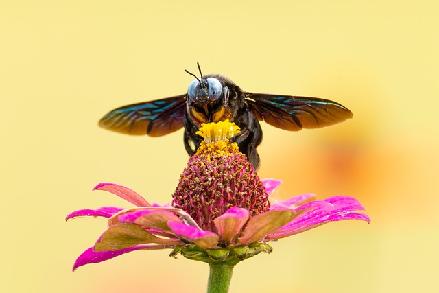 蜜蜂 昆虫 授粉 - 上的免费照片