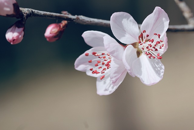 桃花 花朵 春天 - 上的免费照片