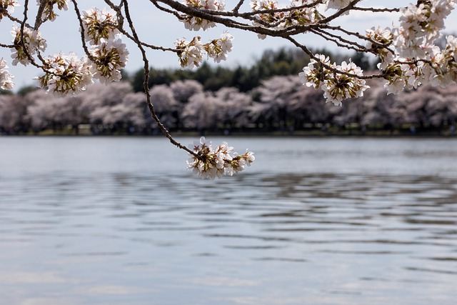 樱花 春天 水 - 上的免费照片