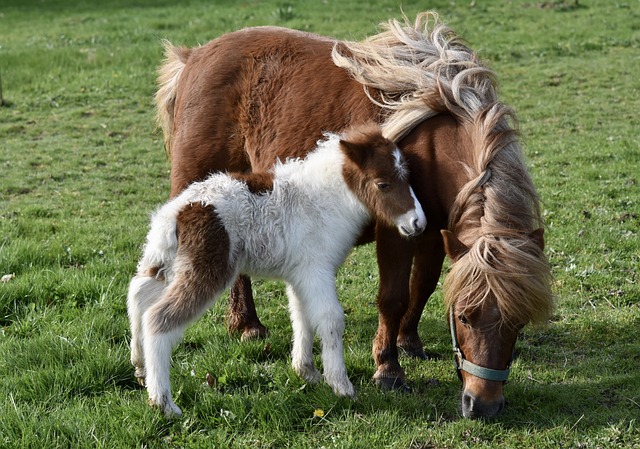设得兰矮种马 动物 牧场 - 上的免费照片