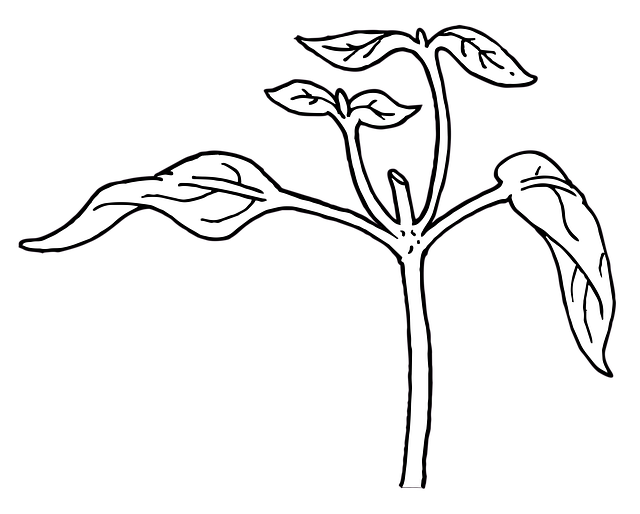 腋芽 侧芽 腋窝生长 - 上的免费图片