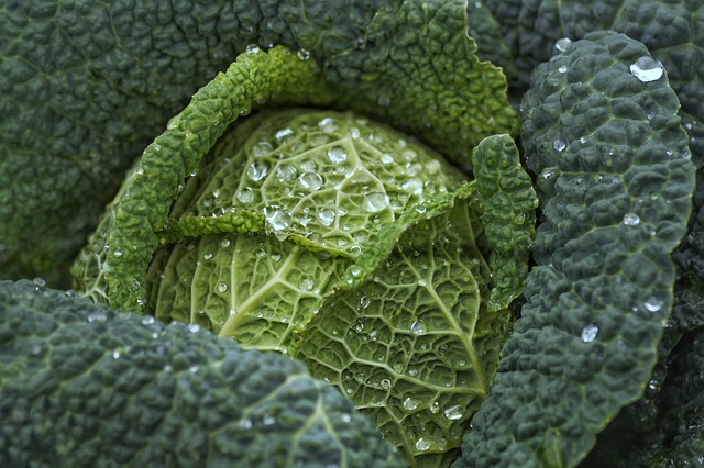 开胃白菜 卷心菜 绿叶蔬菜 - 上的免费照片
