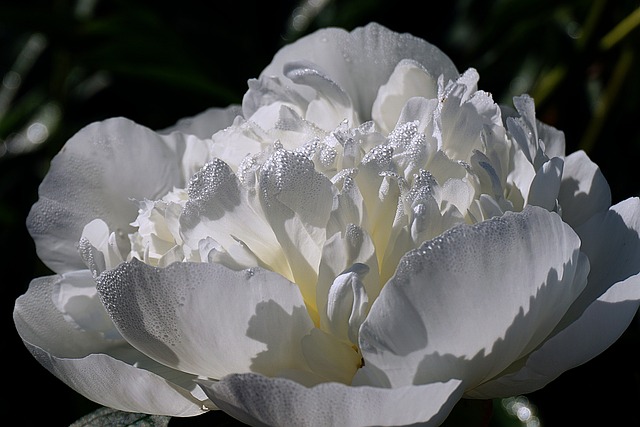 花 牡丹 植物学 - 上的免费照片