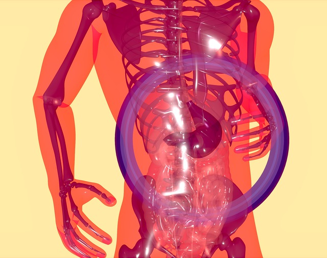解剖学 消化系统 遗传学 - 上的免费图片