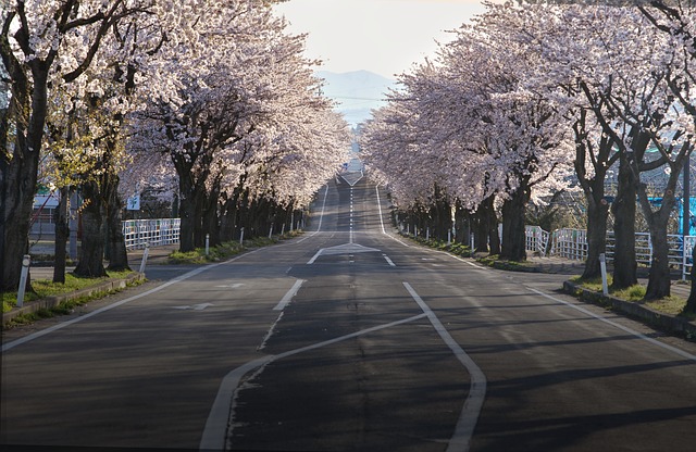 樱花 路 日本 - 上的免费照片