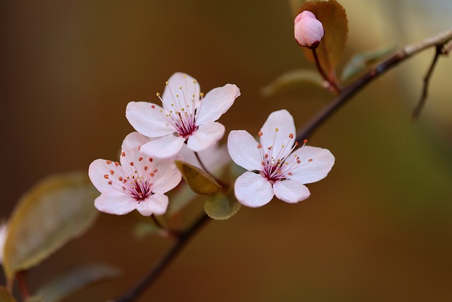 观赏梅 梅花 花瓣 - 上的免费照片