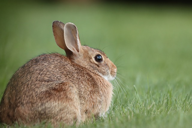 棉尾兔 野兔 草 - 上的免费照片