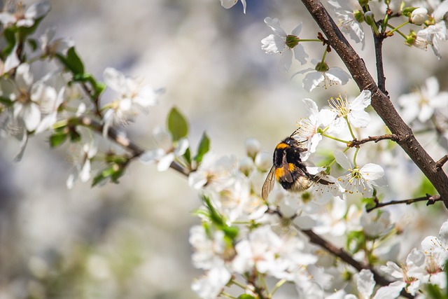 黄蜂 昆虫 樱花 - 上的免费照片