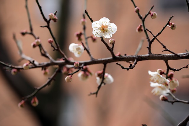 梅花 白色的花 春天的花朵 - 上的免费照片
