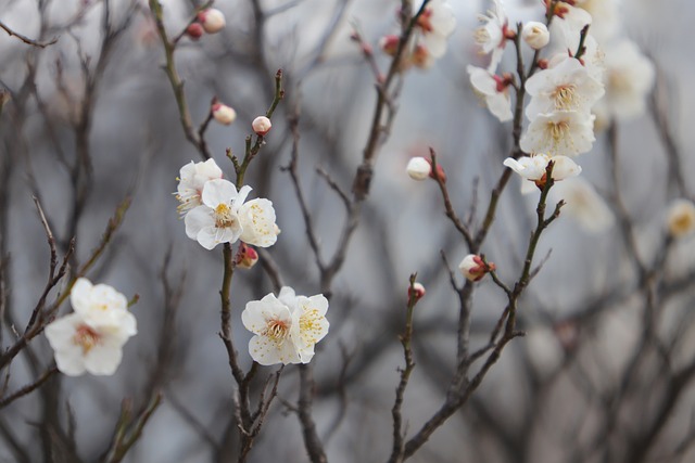 梅花 白色的花 春天的花朵 - 上的免费照片