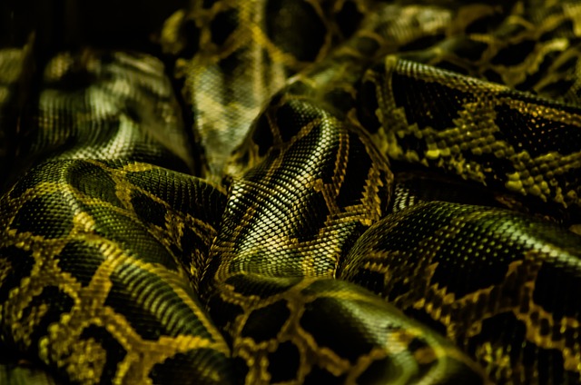Python 爬虫 皮肤 - 上的免费照片