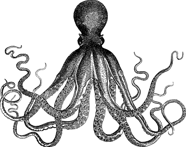 章鱼 动物 画画 - 免费矢量图形