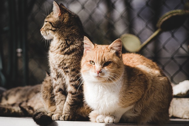 动物 猫 猫科动物 - 上的免费照片
