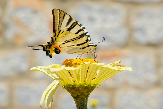 蝴蝶 花 自然 - 上的免费照片
