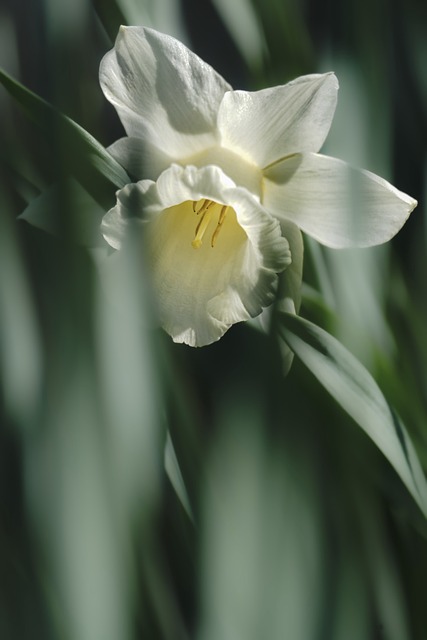 水仙花 花 白色的花 - 上的免费照片