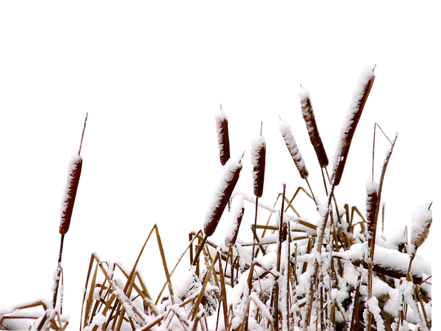 冬天 冻结 冰 - 上的免费图片