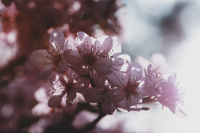 花朵 梅花 春天 - 上的免费照片